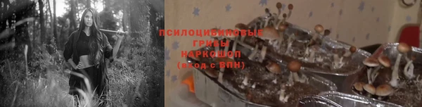 крисы Корсаков